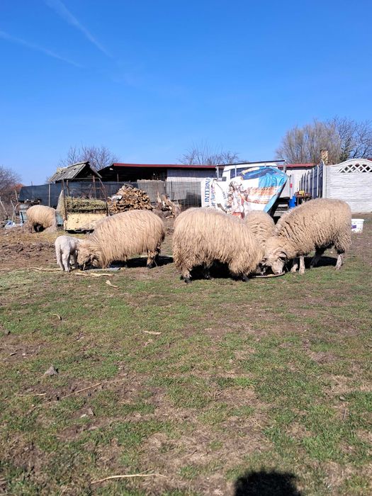 Oi crescute natural, grase si frumoase.