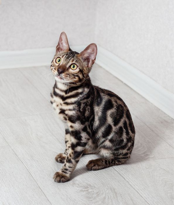 Чистокровные бенгалы