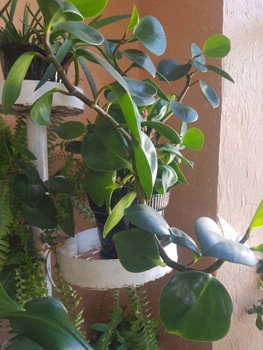 комнатные.  цветы