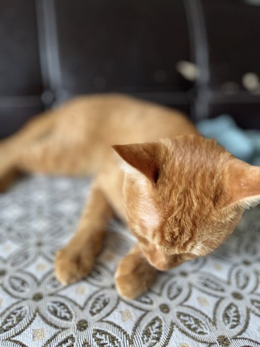 Кот бесплатноооо