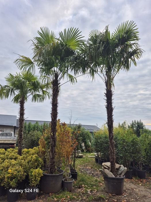 Pothinia  evonimus  prunus plante