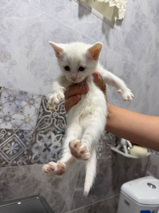 Отдам котят в добрые руки