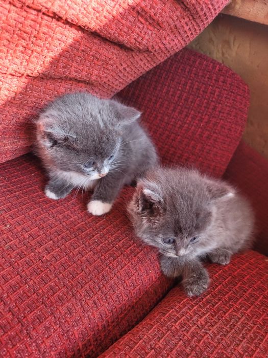 Отдам в хорошие руки