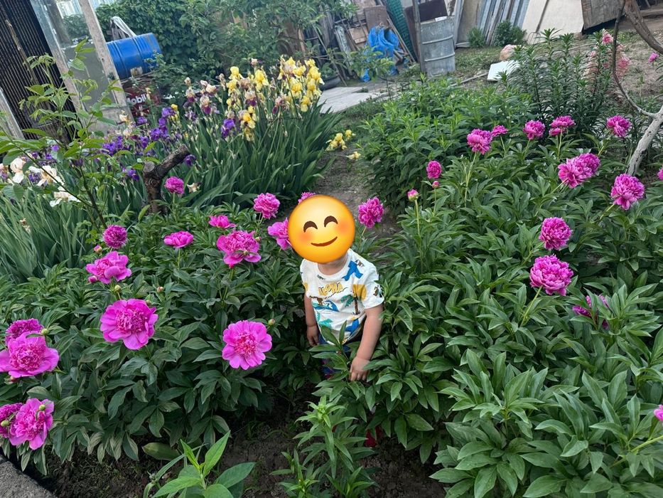 Пионы  на  букеты под срез