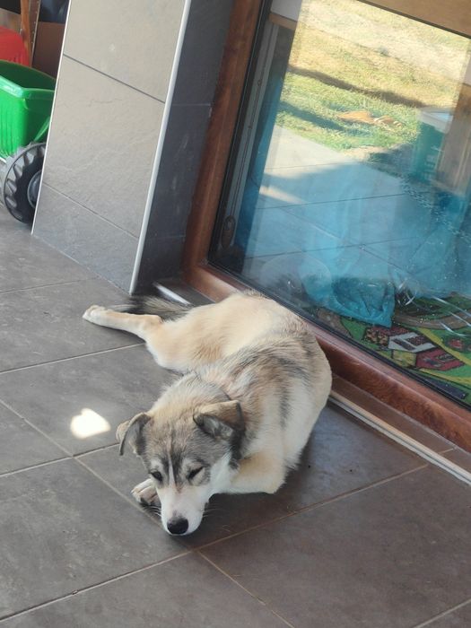 Подарява се женски "Джак ръсел" и мъжко "Западно сибирска лайка"