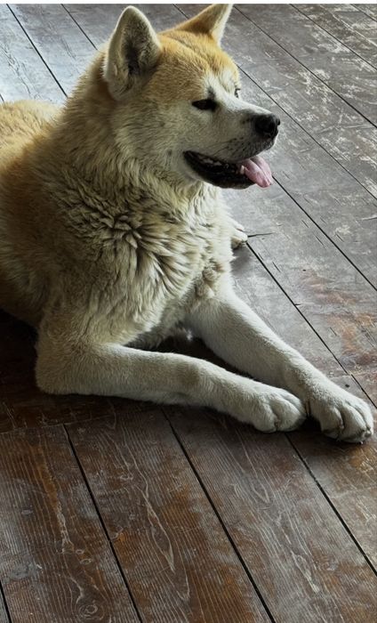 Акито инно кабель вязка