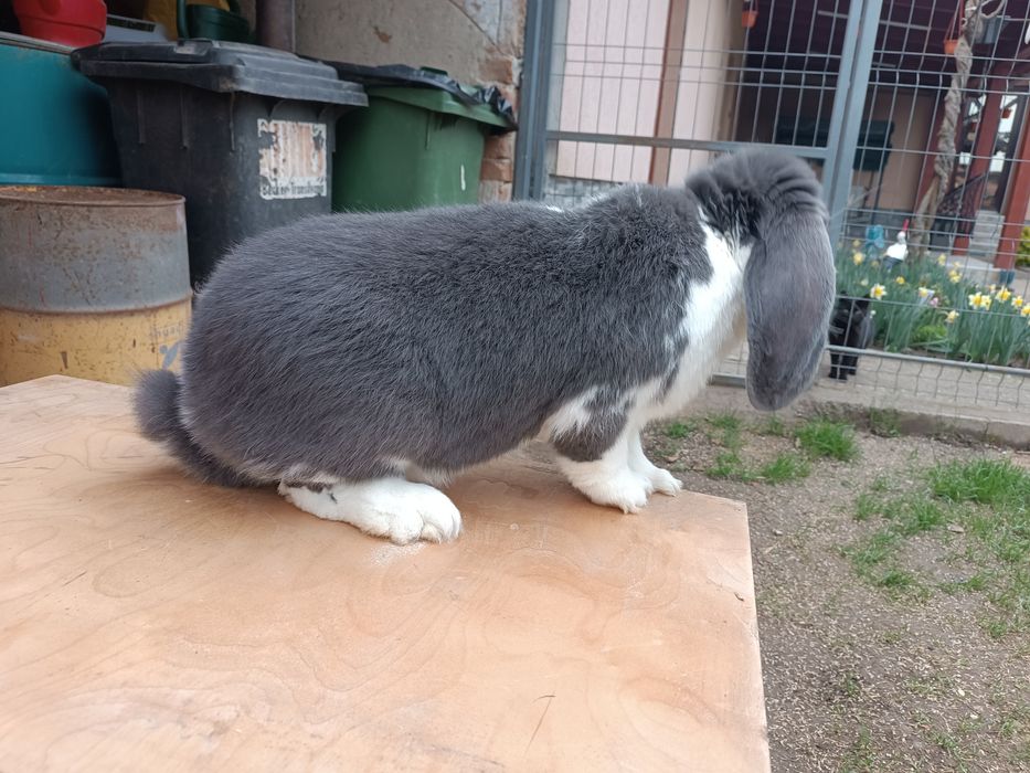 Iepure mascul Berbec german