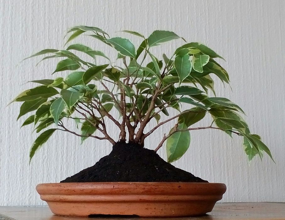 Бонсай фикус Бенджамин