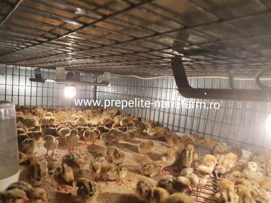 Oua de prepelita pentru incubat.