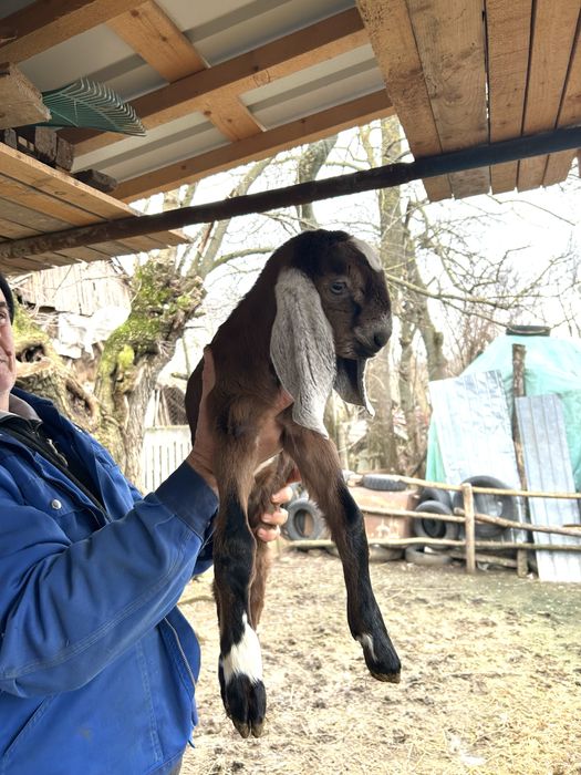 Tap rasa anglo nubiana original