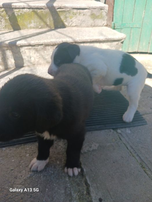 Подарявам овчарка