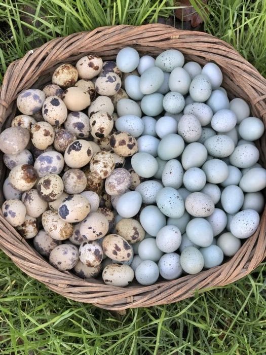 Cos rachita pentru oua Maria