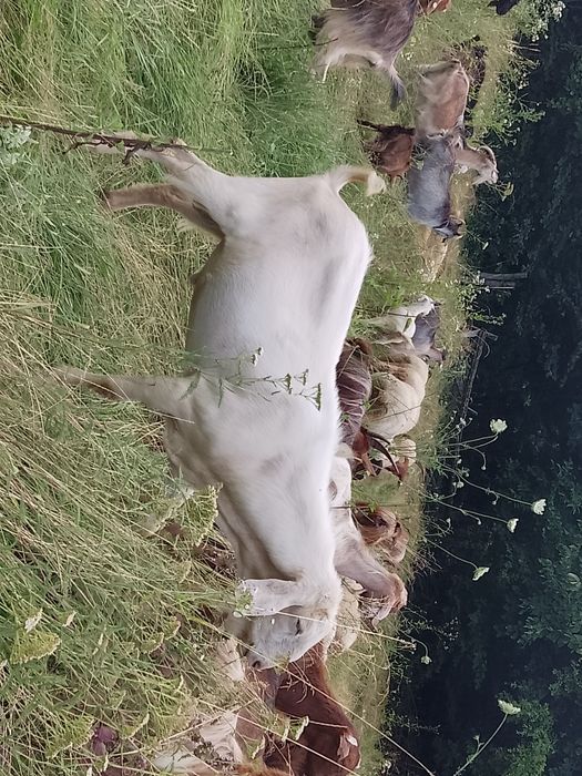 Vând țap anglonubian