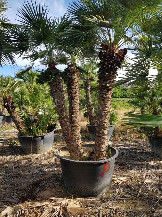 Palmieri rezistenti la frig la ghiveci livrare in toata tara