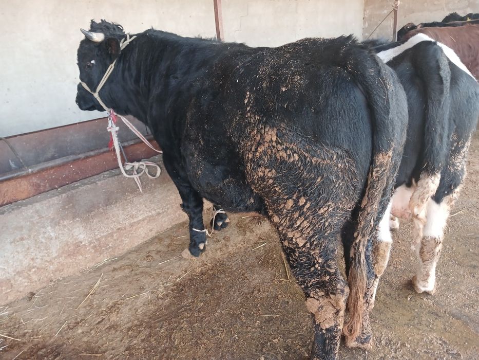 СемізБұхалар.сатылады