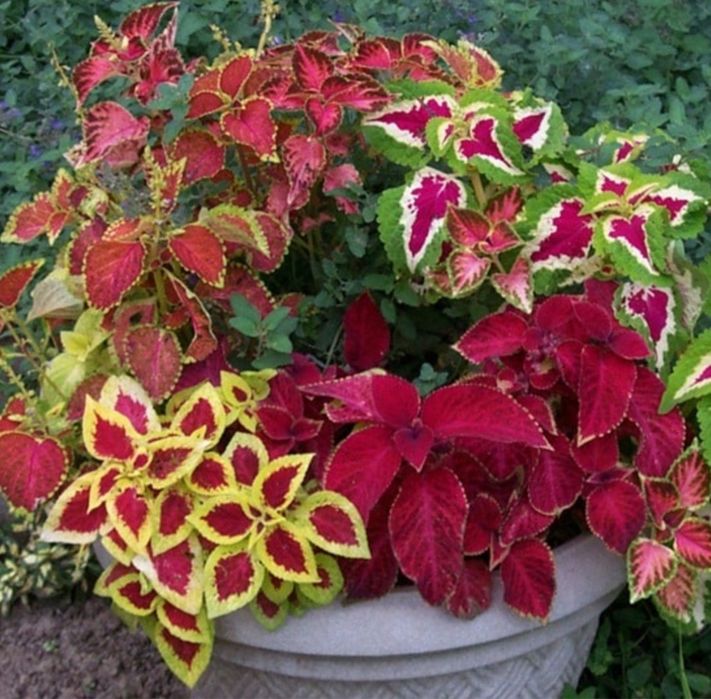 Комнатные цветы от 500 тн