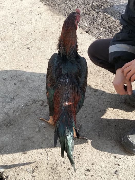 Продается июньский Джужик