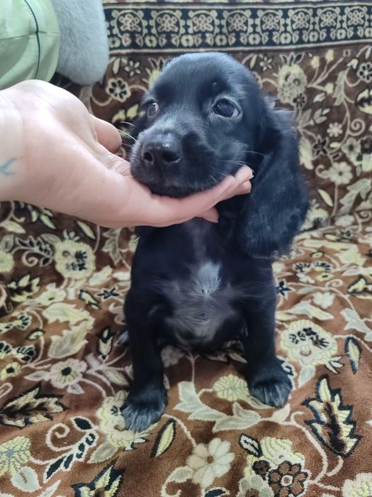 Продам щенят спаниеля