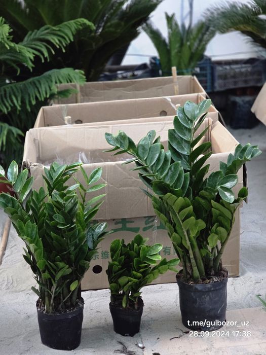 Hona gullari Комнатные растения