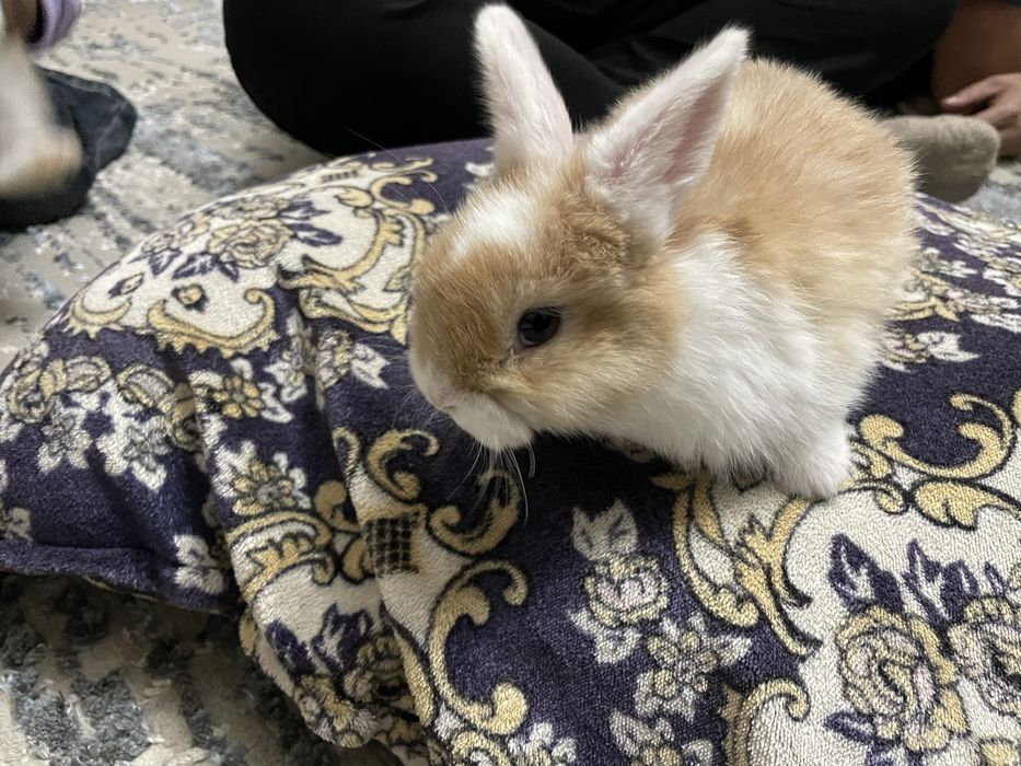 Карликовый кролик