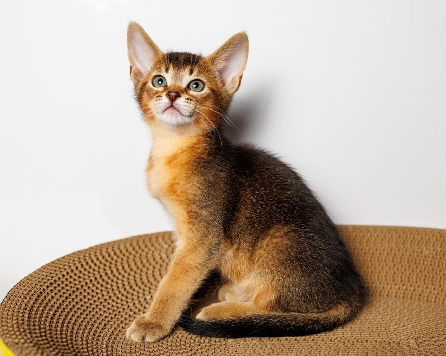 Котята Чаузи с документами