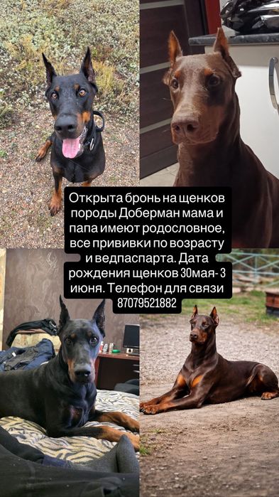 Бронь на щенков ДОБЕРМАНА