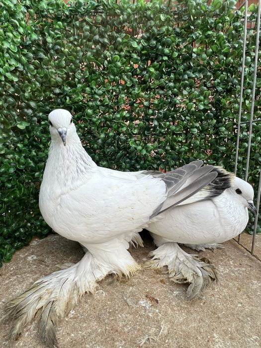 Саксонски Леден гълъб