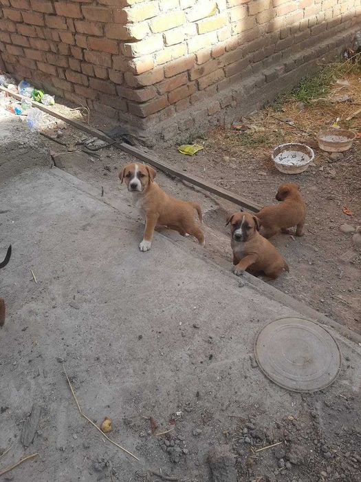 отдам даром щенков