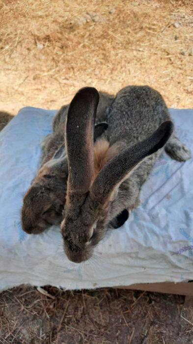 Фландр куёнлар сотилади.