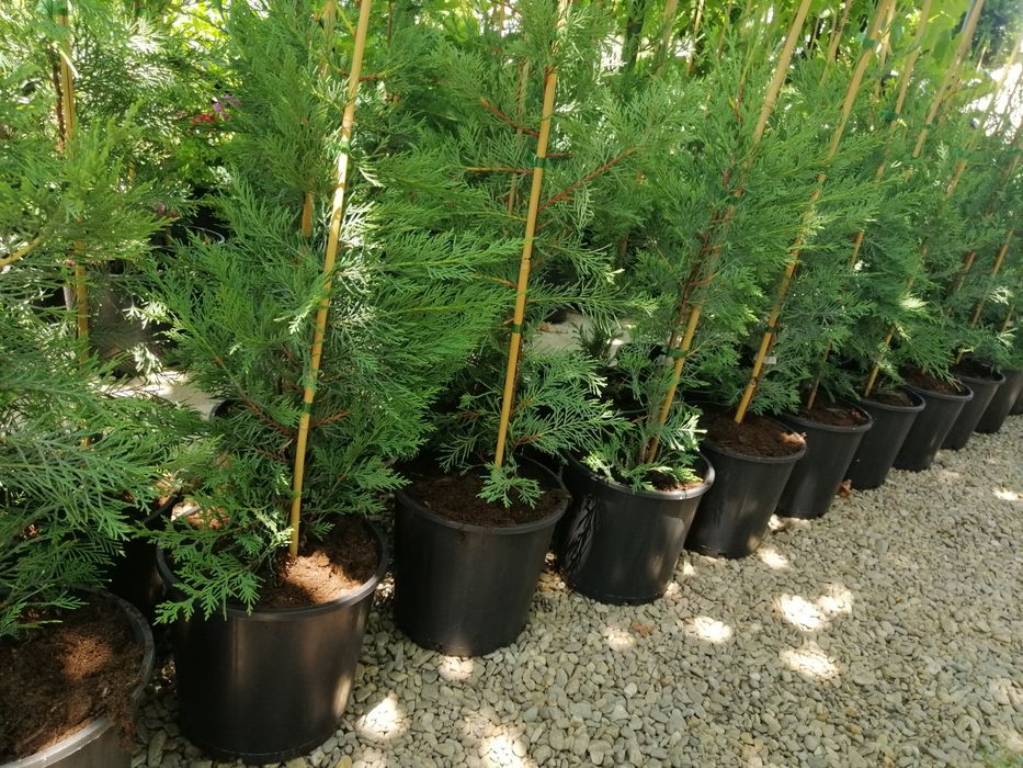 tuia cupressocyparis leylandii
