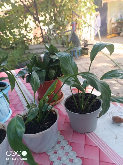 Продам цветы женское счастье