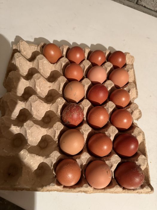 Инкубационные яйцо