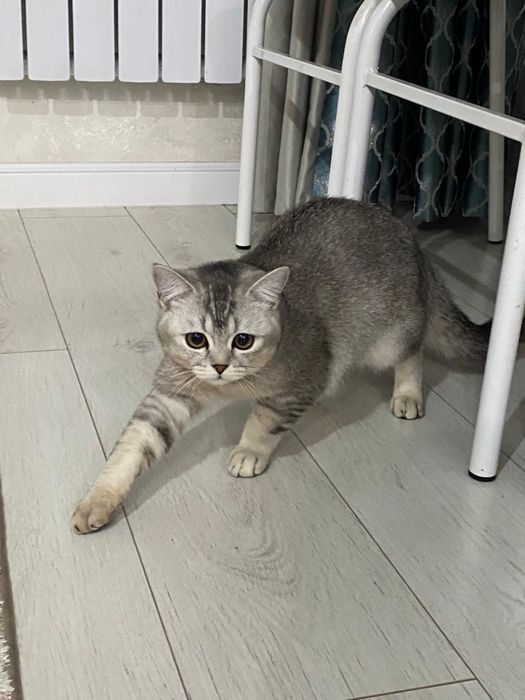 Кошка британская