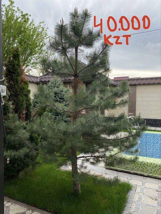 Елки, Туя, Деревья