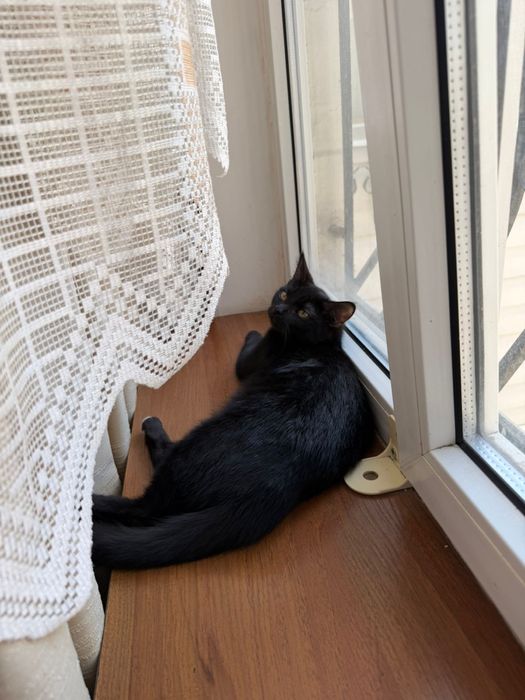 Кошечка в добрые руки, Капчагай