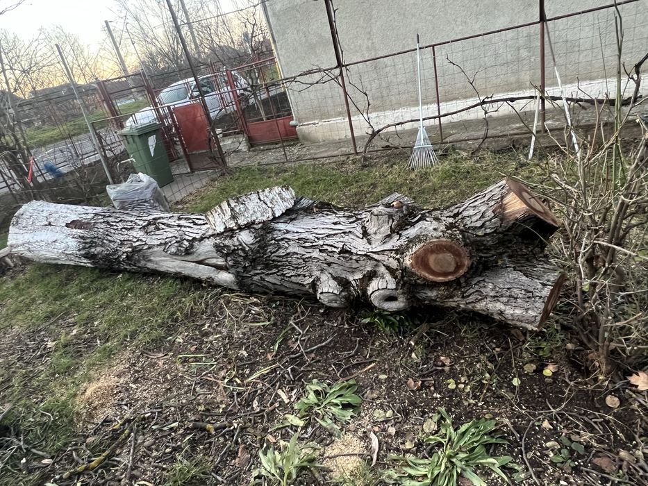 Vand nuc de 60 de ani