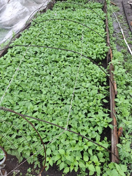 Продам рассаду  помидора и перца
