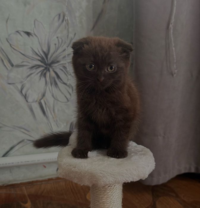Продаю котенка вислоухая