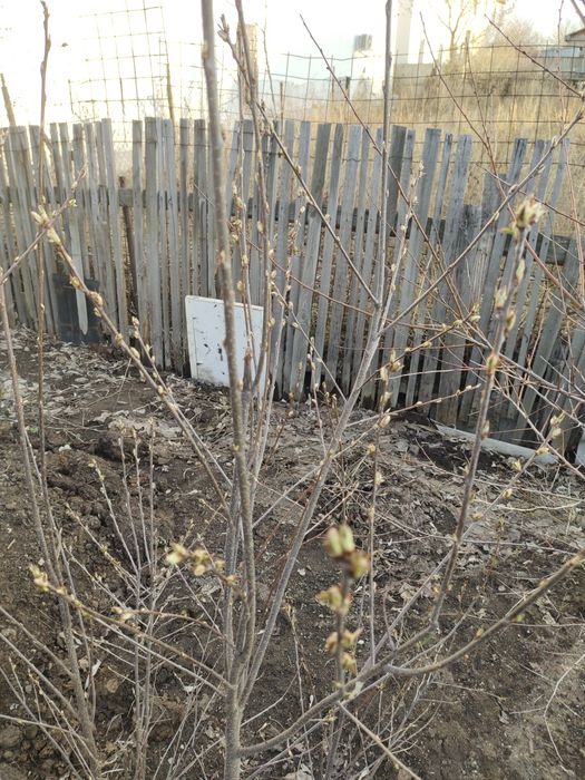 Продам черемуха красную