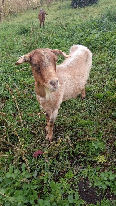 Schimb capra cu iada, pentru o vițică