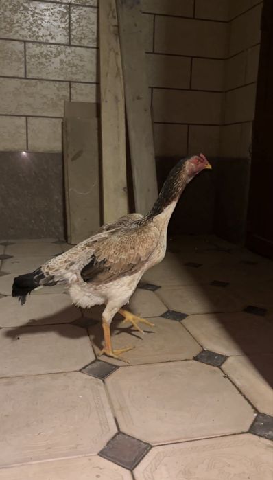 Дакан Мекен Кареец