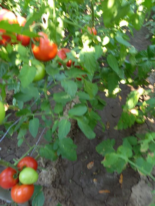 Vand rosii gradina 100% bio