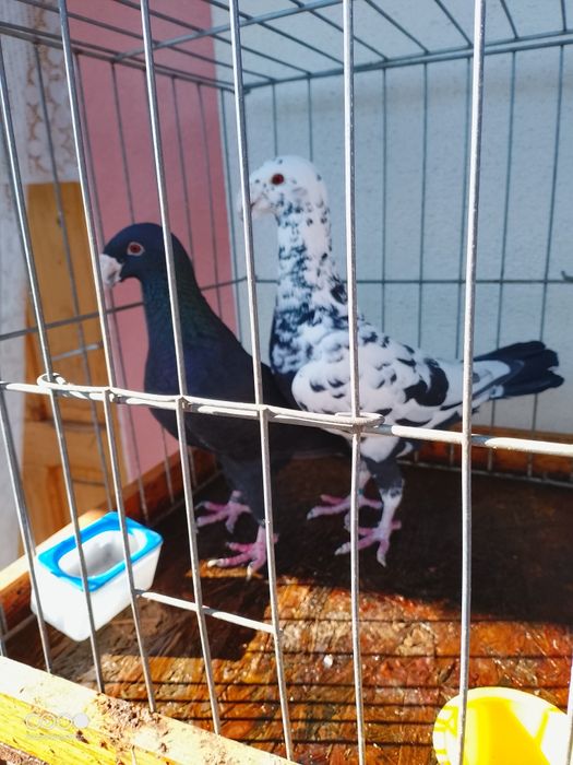 Voiajori germani de frumusete