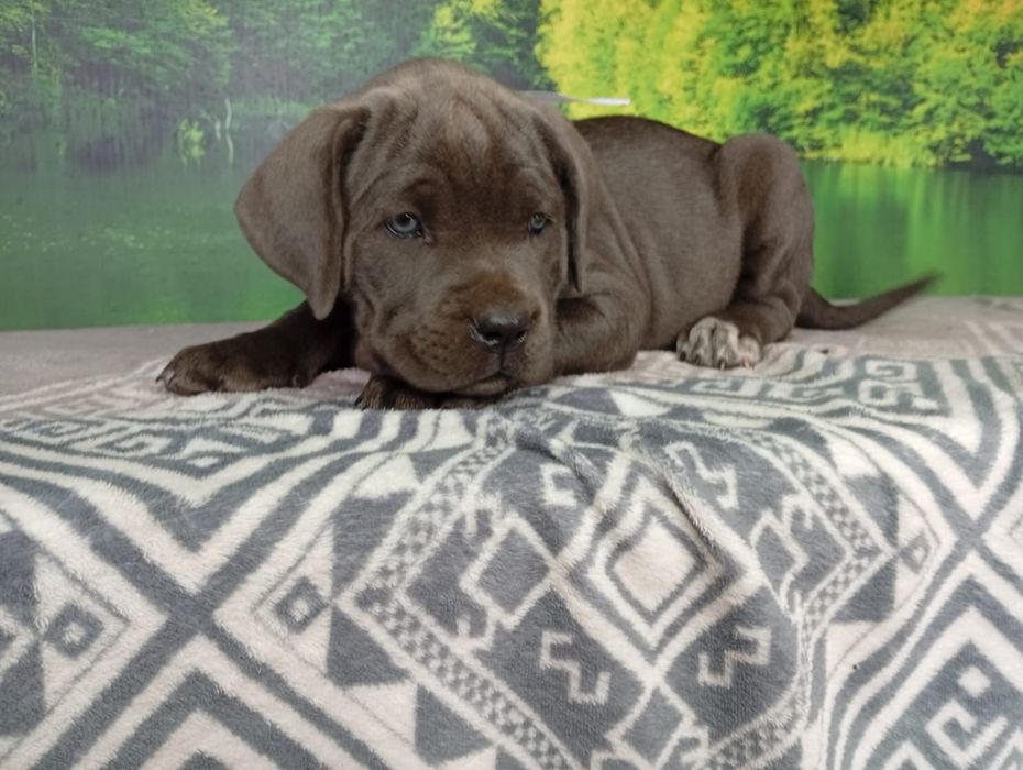 Кане Корсо cane Corso Italiano