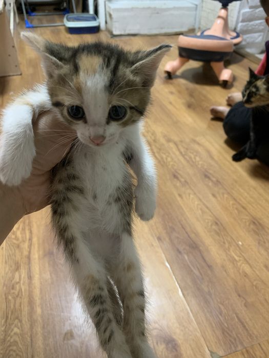 Котята домашние обычной породы