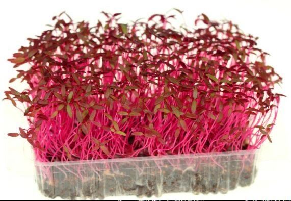 Микрозелень на кшт