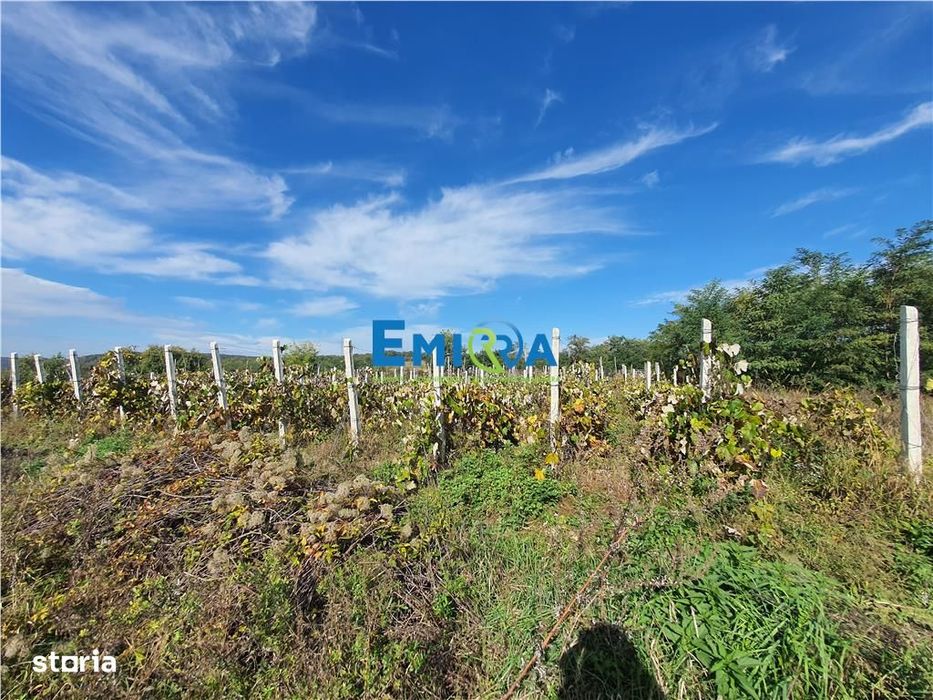 Teren de vanzare in Hemeius Margineni, judetul Bacau