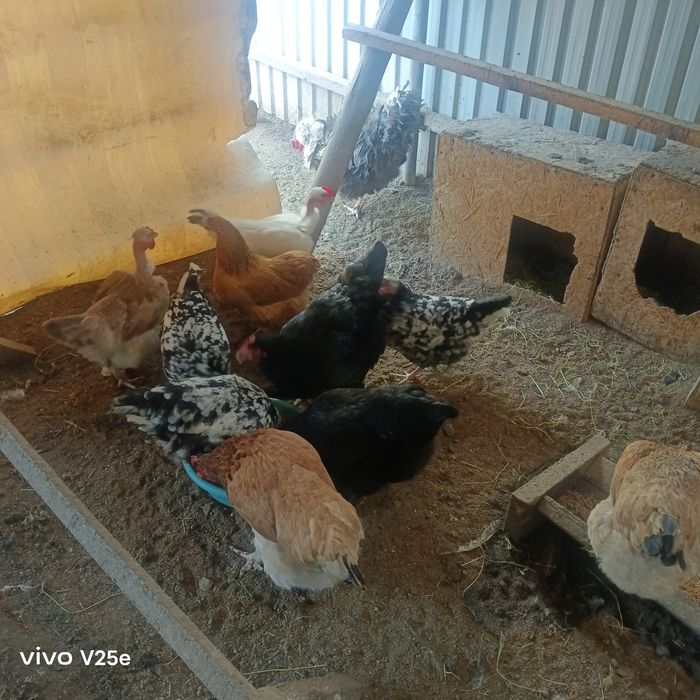 Продам домашних кур