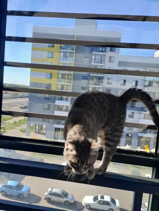 Срочно продам молодого кота (до 12 июня). Цена договорная, так отдам с