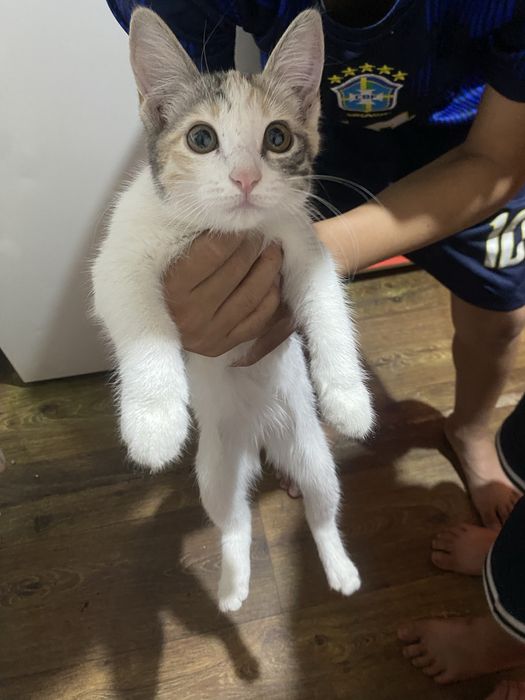 Срочно дам бесплатно